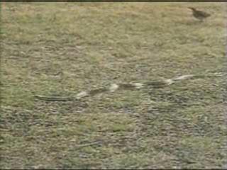 ������ ������� ����