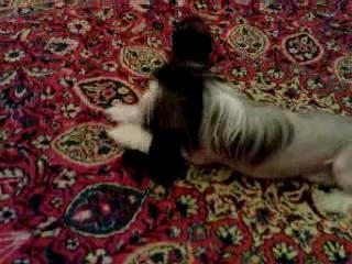 �������-������ �������