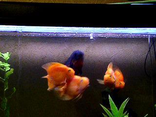 ���������