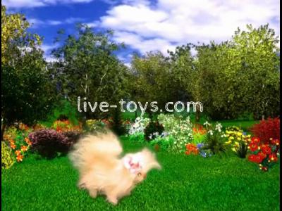 ����� �������� ��������, ���������