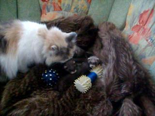 �������� 38 ����