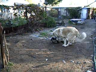 ���� �������������