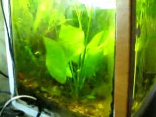 ��� ������� ����