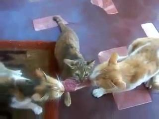 3 ���� � 1 �����