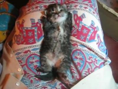 ��������� ��ԣ��� �� ����� ������