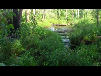 ����� ������� ����