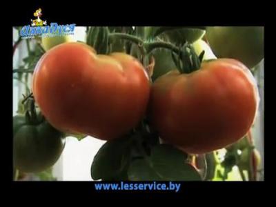 ��������+�+�������+(aquadusya.ru)