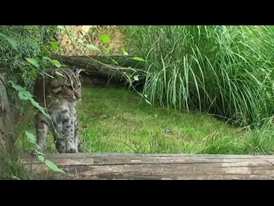 ���-������� - Fishing Cat!