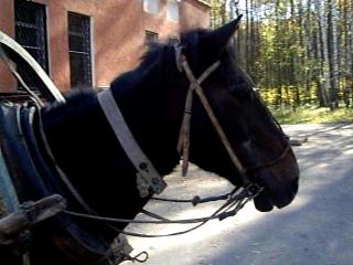 ������������ ������