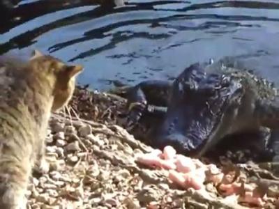 ��� ������ ���������