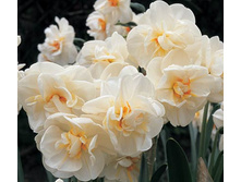 Sir_Winston_Churchill 11�.