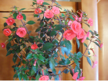 SDC12610.JPG