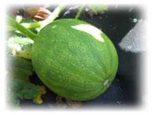 DSCN5532.JPG