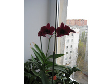 IMG_4796.JPG