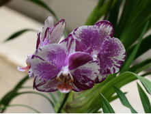 photo-016-falenopsis-orhidnye.jpg