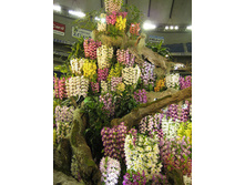 ���� �������.jpg