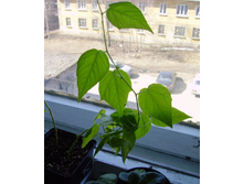 09.04.2010 13:09:31