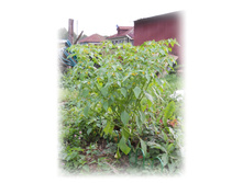 DSCN5575.JPG