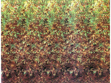 Mashrooms04.jpg