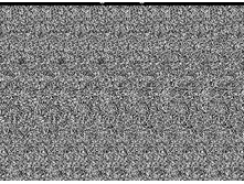 mzgsirds-121.gif