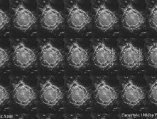 mzgsirds-137.gif
