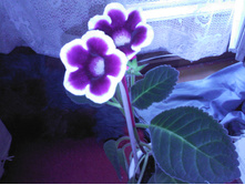 SP_A0144.jpg