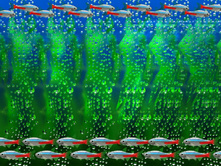 jellyfish.jpg