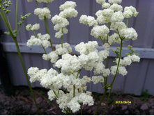 S73R2819.JPG