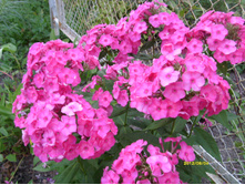 S73R2822.JPG