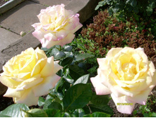 S73R2831.JPG