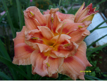 S73R2869.JPG