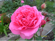 S73R2880.JPG