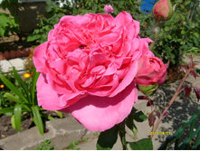 S73R2894.JPG