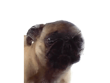 i-528.gif