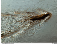 16.04.2010 0:58:32
