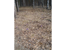 17.04.2010 5:31:02