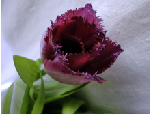 DSC03022.JPG
