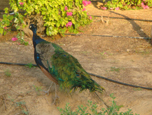 DSC08765.JPG