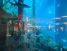DSC08981.JPG