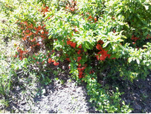 ����-0070.jpg