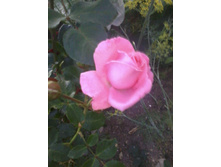 ����-0005.jpg