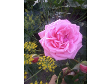 ����-0006.jpg