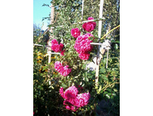����-0012.jpg