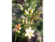 ����-0014.jpg
