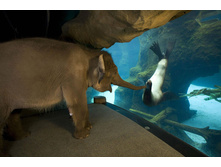 an-elephant-meets-a-sea-lion.jpg