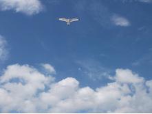 DSCF2775.jpg