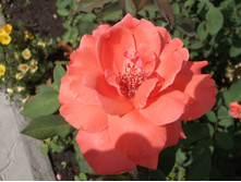 DSCF2725.jpg