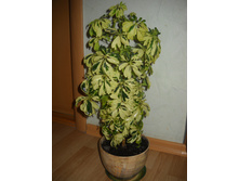 DSCN2593.JPG