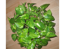 DSCN3065.JPG
