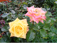 S73R2927.JPG